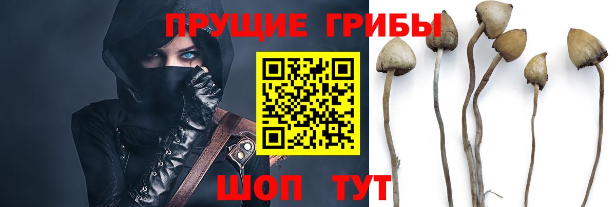 Галлюциногенные грибы Psilocybe Улан-Удэ